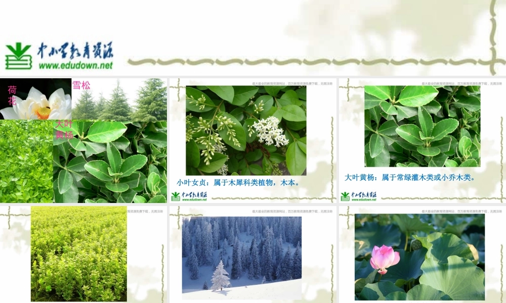 教科小学科学六上《4.3、多种多样的植物》PPT课件(4)【加微信公众号 jiaoxuewuyou 九折优惠 qq 1119139686】.ppt