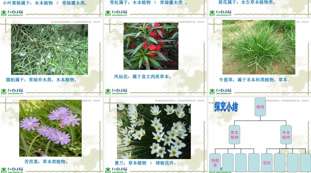 教科小学科学六上《4.3、多种多样的植物》PPT课件(4)【加微信公众号 jiaoxuewuyou 九折优惠 qq 1119139686】.ppt