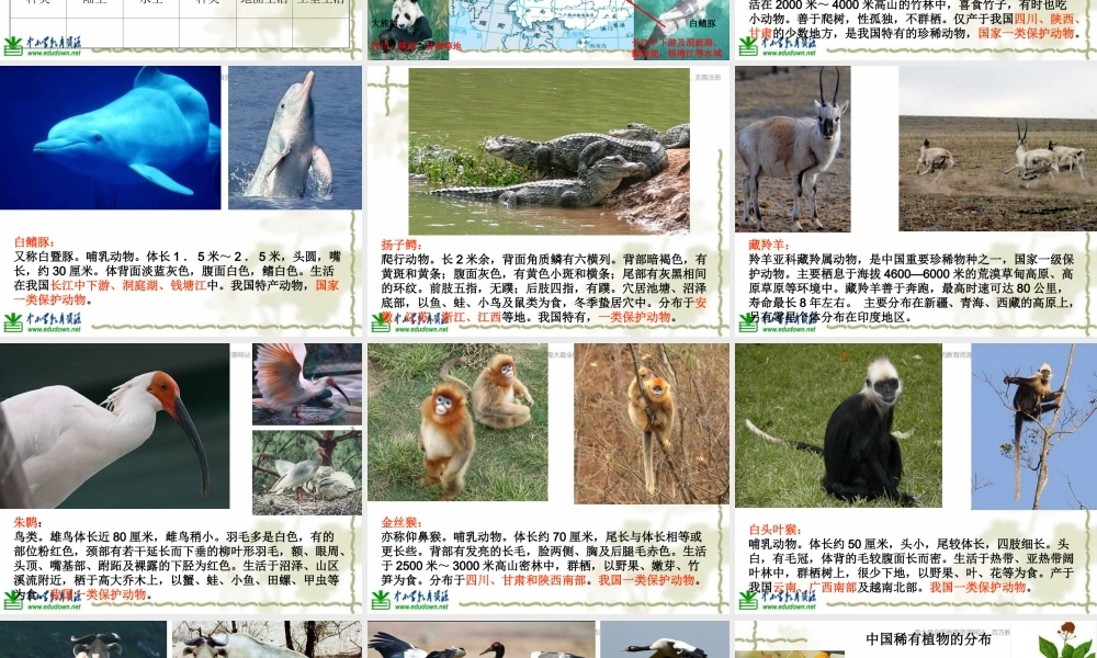 教科小学科学六上《4.2、校园生物分布图》PPT课件(8)【加微信公众号 jiaoxuewuyou 九折优惠 qq 1119139686】.ppt