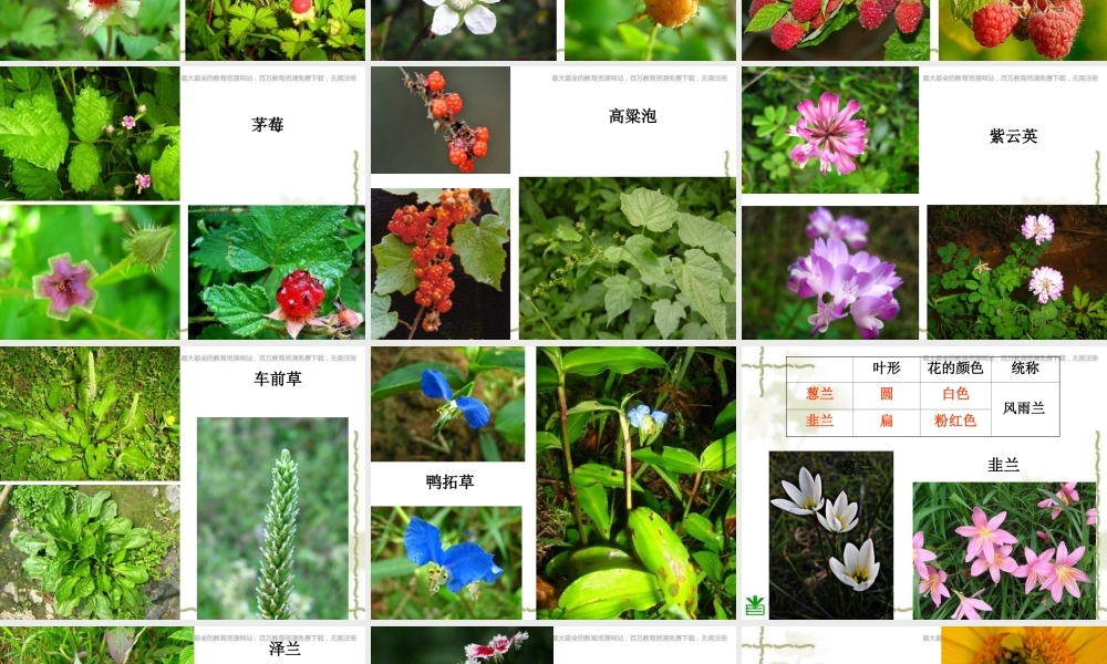 教科小学科学六上《4.3、多种多样的植物》PPT课件(10)【加微信公众号 jiaoxuewuyou 九折优惠 qq 1119139686】.ppt