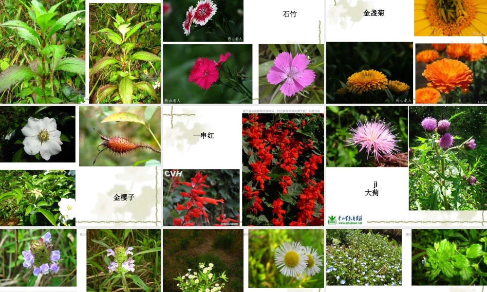 教科小学科学六上《4.3、多种多样的植物》PPT课件(10)【加微信公众号 jiaoxuewuyou 九折优惠 qq 1119139686】.ppt