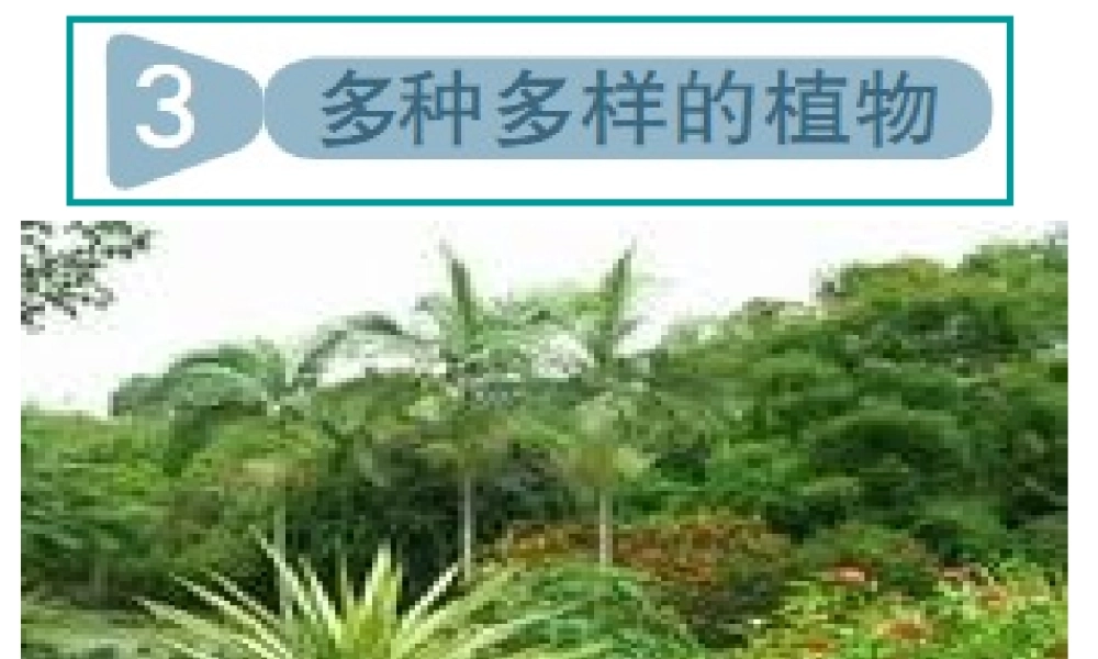 教科小学科学六上《4.3、多种多样的植物》PPT课件(5)【加微信公众号 jiaoxuewuyou 九折优惠 qq 1119139686】.ppt