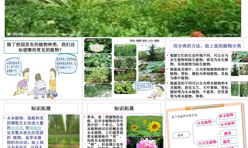 教科小学科学六上《4.3、多种多样的植物》PPT课件(5)【加微信公众号 jiaoxuewuyou 九折优惠 qq 1119139686】.ppt