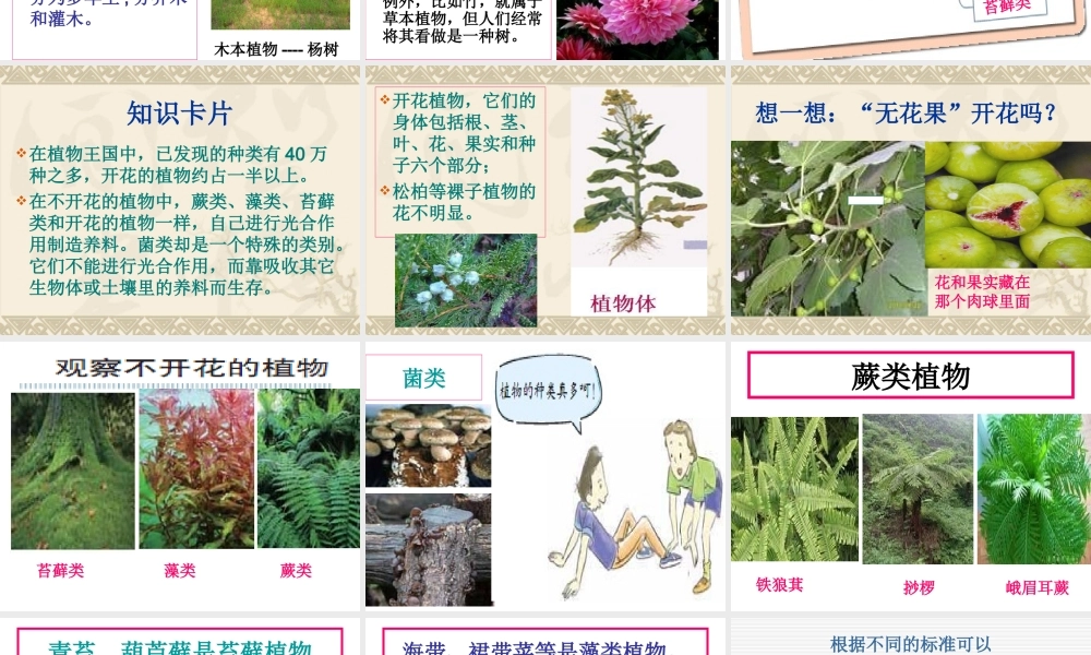 教科小学科学六上《4.3、多种多样的植物》PPT课件(5)【加微信公众号 jiaoxuewuyou 九折优惠 qq 1119139686】.ppt