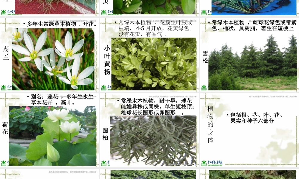 教科小学科学六上《4.3、多种多样的植物》PPT课件(3)【加微信公众号 jiaoxuewuyou 九折优惠 qq 1119139686】.ppt