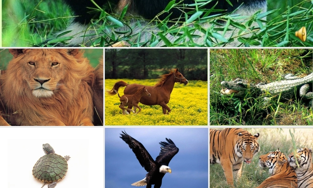 教科小学科学六上《4.4、种类繁多的动物》PPT课件(1)【加微信公众号 jiaoxuewuyou 九折优惠 qq 1119139686】.ppt