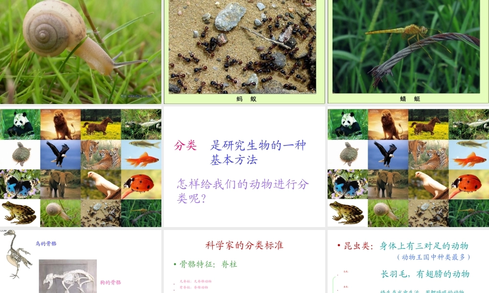 教科小学科学六上《4.4、种类繁多的动物》PPT课件(1)【加微信公众号 jiaoxuewuyou 九折优惠 qq 1119139686】.ppt