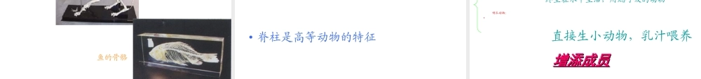 教科小学科学六上《4.4、种类繁多的动物》PPT课件(1)【加微信公众号 jiaoxuewuyou 九折优惠 qq 1119139686】.ppt