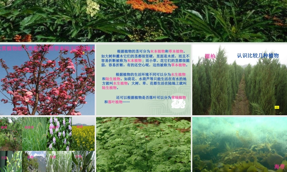 教科小学科学六上《4.3、多种多样的植物》PPT课件(6)【加微信公众号 jiaoxuewuyou 九折优惠 qq 1119139686】.ppt