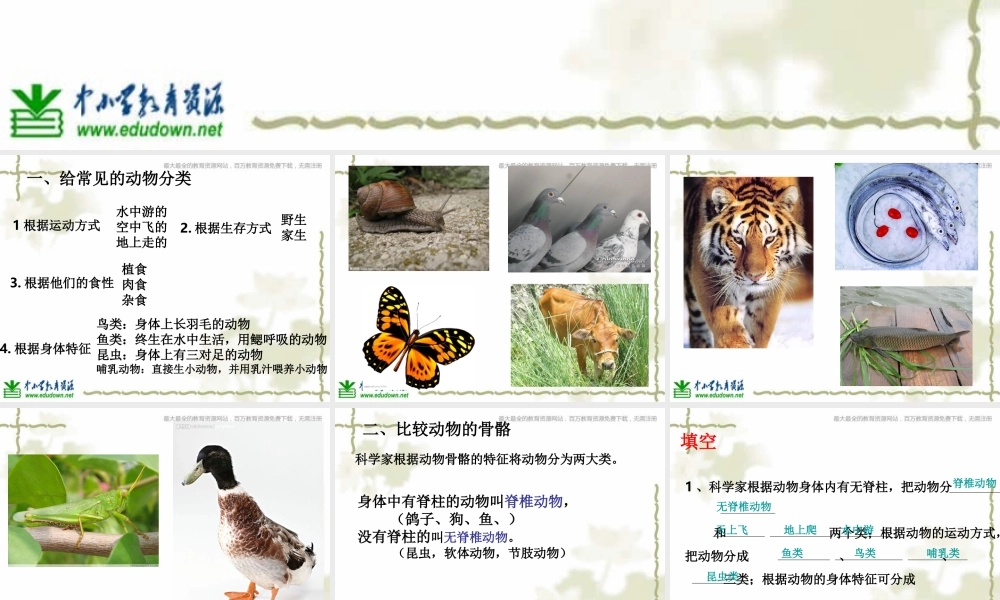 教科小学科学六上《4.4、种类繁多的动物》PPT课件(4)【加微信公众号 jiaoxuewuyou 九折优惠 qq 1119139686】.ppt