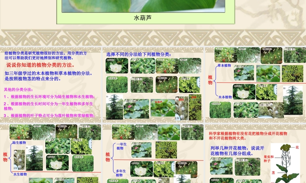 教科小学科学六上《4.3、多种多样的植物》PPT课件(9)【加微信公众号 jiaoxuewuyou 九折优惠 qq 1119139686】.ppt