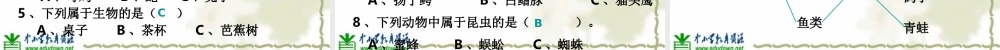 教科小学科学六上《4.4、种类繁多的动物》PPT课件(7)【加微信公众号 jiaoxuewuyou 九折优惠 qq 1119139686】.ppt