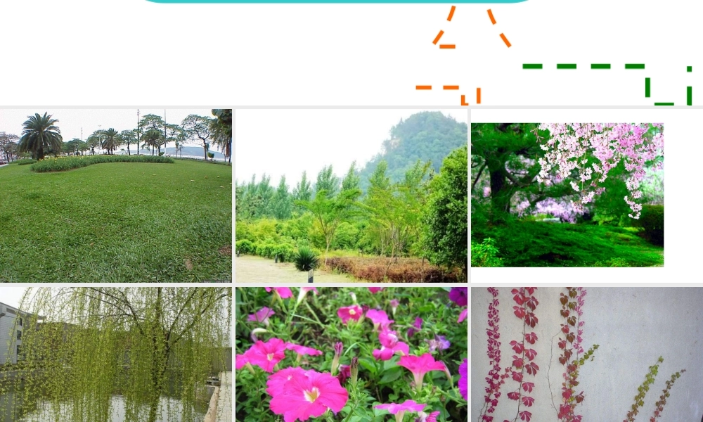 教科小学科学六上《4.3、多种多样的植物》PPT课件(7)【加微信公众号 jiaoxuewuyou 九折优惠 qq 1119139686】.ppt