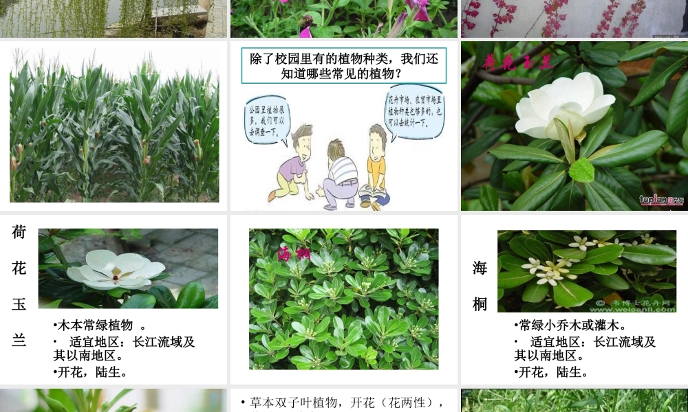 教科小学科学六上《4.3、多种多样的植物》PPT课件(7)【加微信公众号 jiaoxuewuyou 九折优惠 qq 1119139686】.ppt