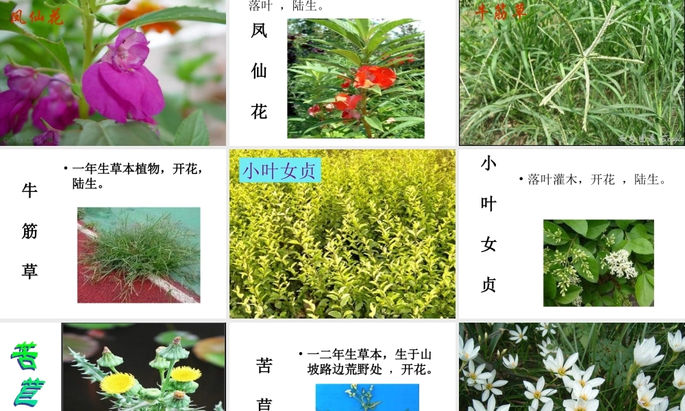 教科小学科学六上《4.3、多种多样的植物》PPT课件(7)【加微信公众号 jiaoxuewuyou 九折优惠 qq 1119139686】.ppt