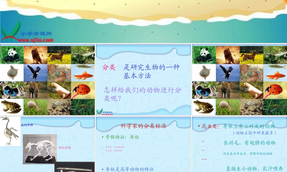教科小学科学六上《4.4、种类繁多的动物》PPT课件(9)【加微信公众号 jiaoxuewuyou 九折优惠 qq 1119139686】.ppt