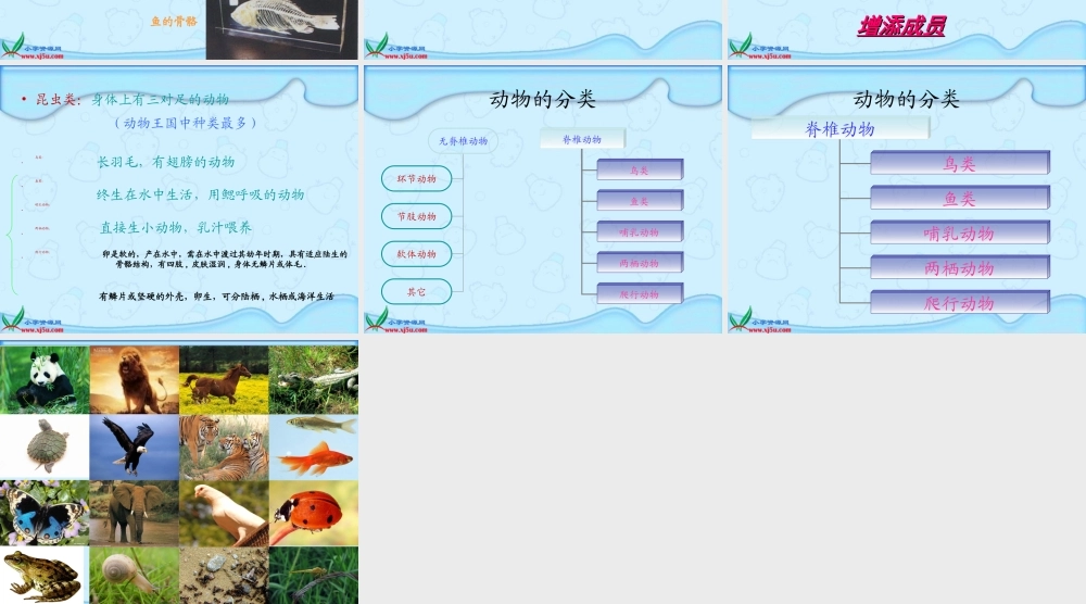 教科小学科学六上《4.4、种类繁多的动物》PPT课件(9)【加微信公众号 jiaoxuewuyou 九折优惠 qq 1119139686】.ppt