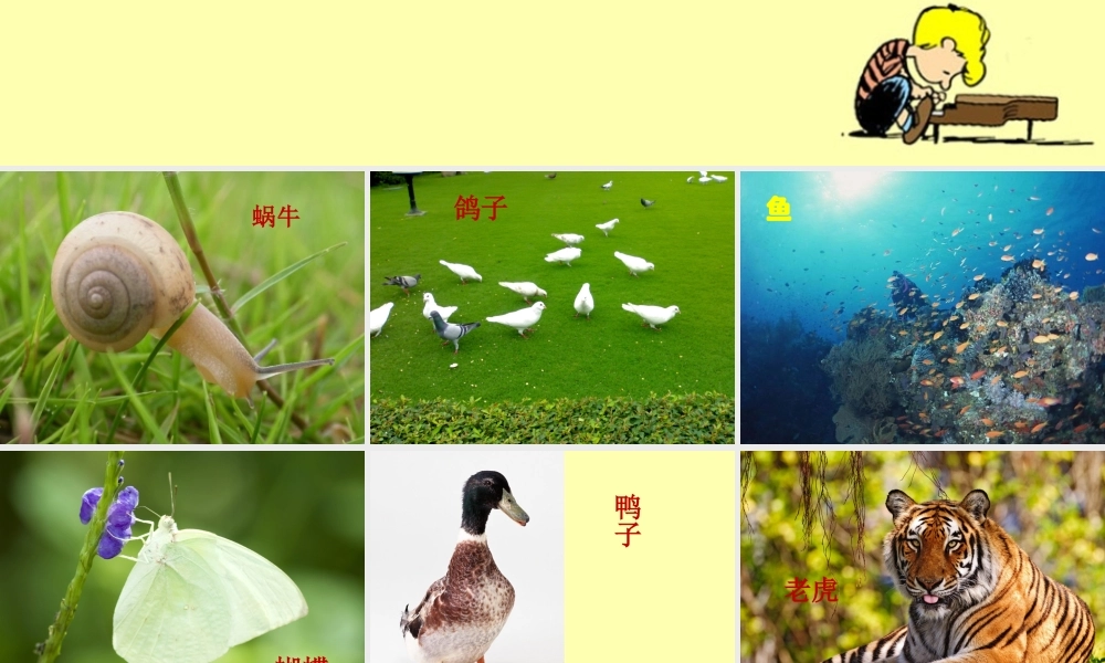 教科小学科学六上《4.4、种类繁多的动物》PPT课件(6)【加微信公众号 jiaoxuewuyou 九折优惠 qq 1119139686】.ppt