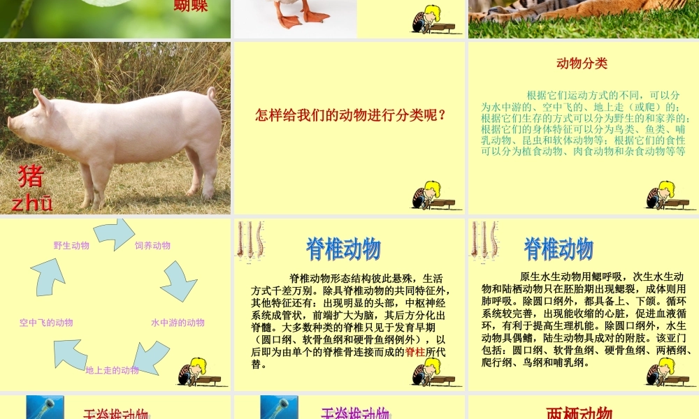 教科小学科学六上《4.4、种类繁多的动物》PPT课件(6)【加微信公众号 jiaoxuewuyou 九折优惠 qq 1119139686】.ppt