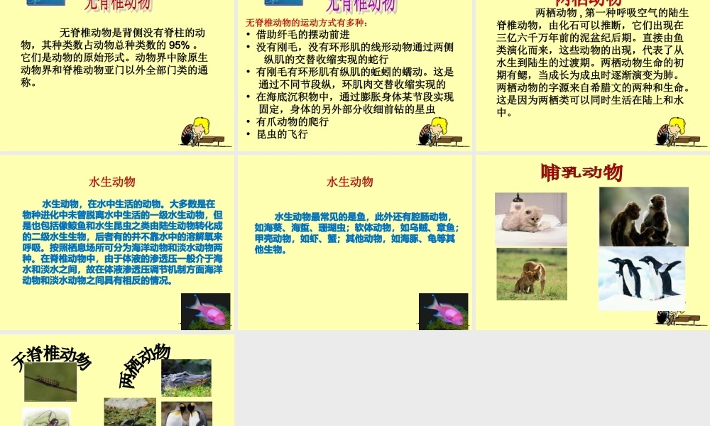 教科小学科学六上《4.4、种类繁多的动物》PPT课件(6)【加微信公众号 jiaoxuewuyou 九折优惠 qq 1119139686】.ppt