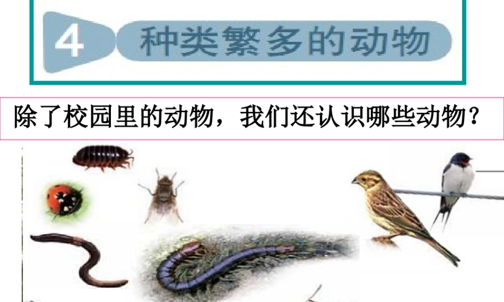 教科小学科学六上《4.4、种类繁多的动物》PPT课件(8)【加微信公众号 jiaoxuewuyou 九折优惠 qq 1119139686】.ppt