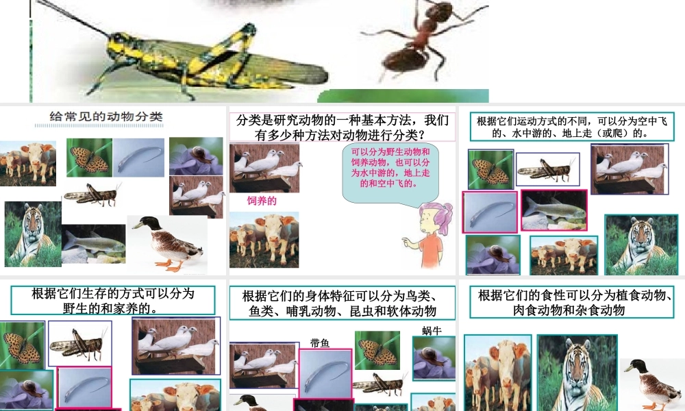 教科小学科学六上《4.4、种类繁多的动物》PPT课件(8)【加微信公众号 jiaoxuewuyou 九折优惠 qq 1119139686】.ppt