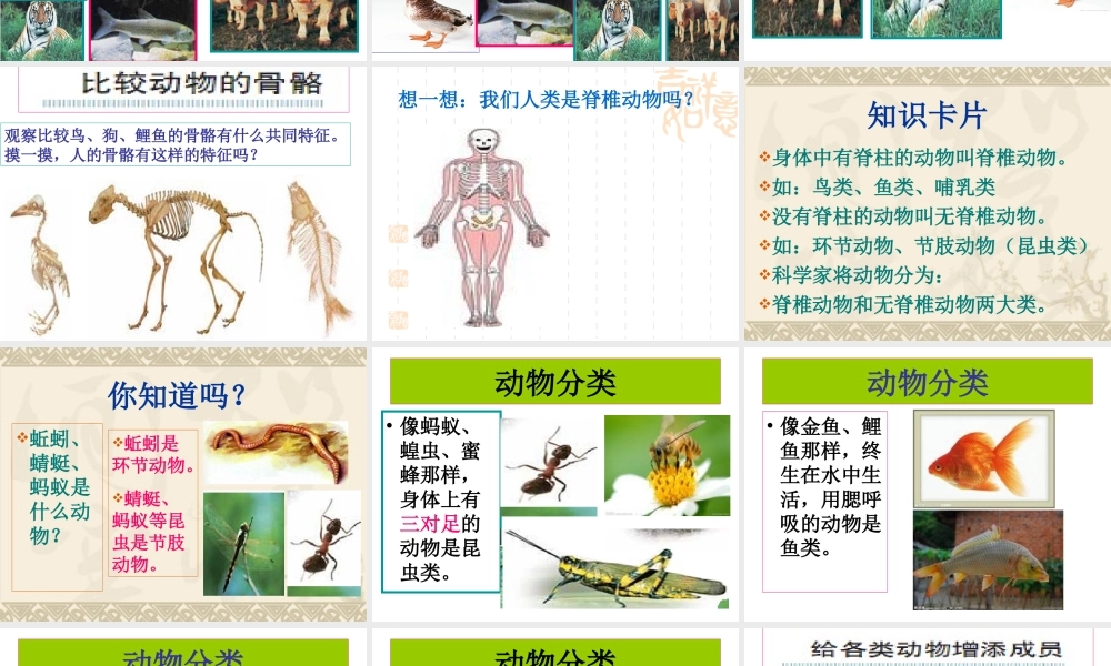 教科小学科学六上《4.4、种类繁多的动物》PPT课件(8)【加微信公众号 jiaoxuewuyou 九折优惠 qq 1119139686】.ppt