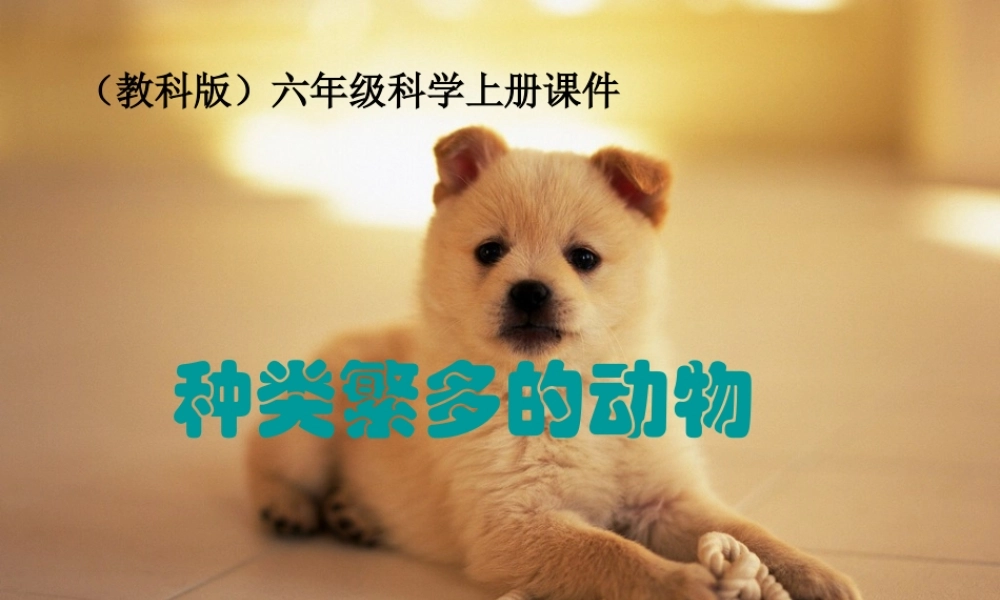 教科小学科学六上《4.4、种类繁多的动物》PPT课件(10)【加微信公众号 jiaoxuewuyou 九折优惠 qq 1119139686】.ppt
