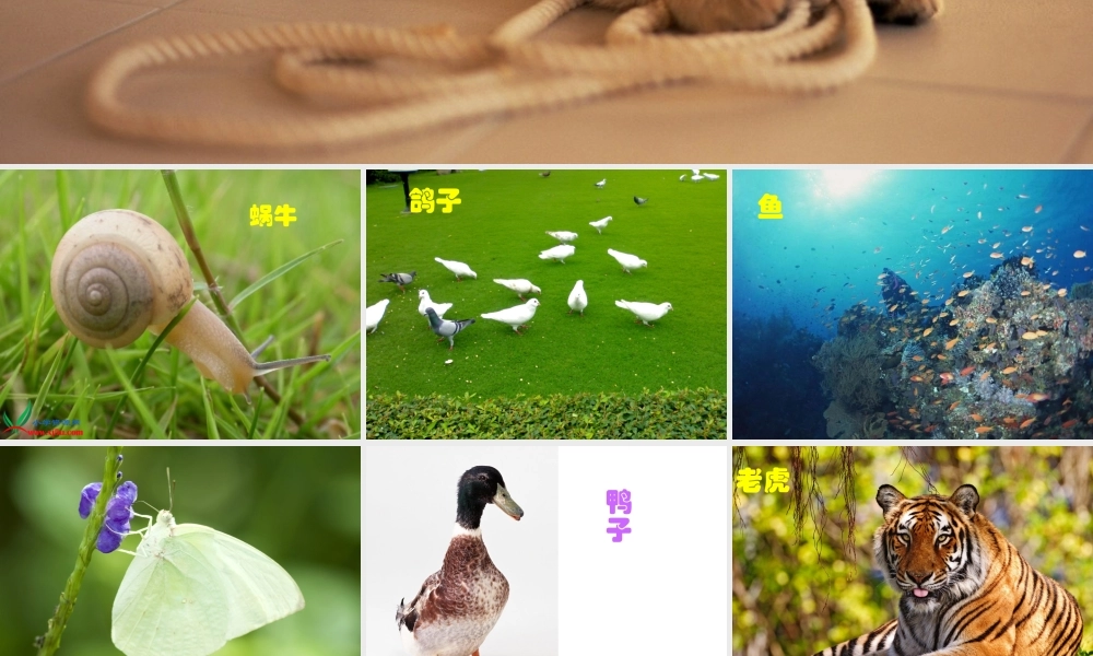 教科小学科学六上《4.4、种类繁多的动物》PPT课件(10)【加微信公众号 jiaoxuewuyou 九折优惠 qq 1119139686】.ppt