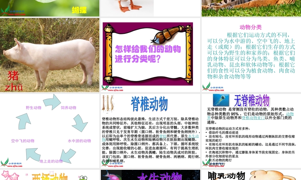 教科小学科学六上《4.4、种类繁多的动物》PPT课件(10)【加微信公众号 jiaoxuewuyou 九折优惠 qq 1119139686】.ppt