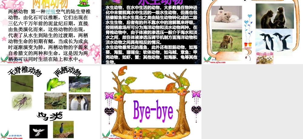 教科小学科学六上《4.4、种类繁多的动物》PPT课件(10)【加微信公众号 jiaoxuewuyou 九折优惠 qq 1119139686】.ppt