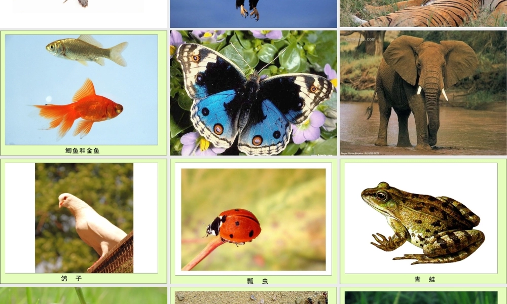 教科小学科学六上《4.4、种类繁多的动物》PPT课件(3)【加微信公众号 jiaoxuewuyou 九折优惠 qq 1119139686】.ppt