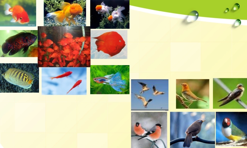 教科小学科学六上《4.4、种类繁多的动物》PPT课件(11)【加微信公众号 jiaoxuewuyou 九折优惠 qq 1119139686】.ppt