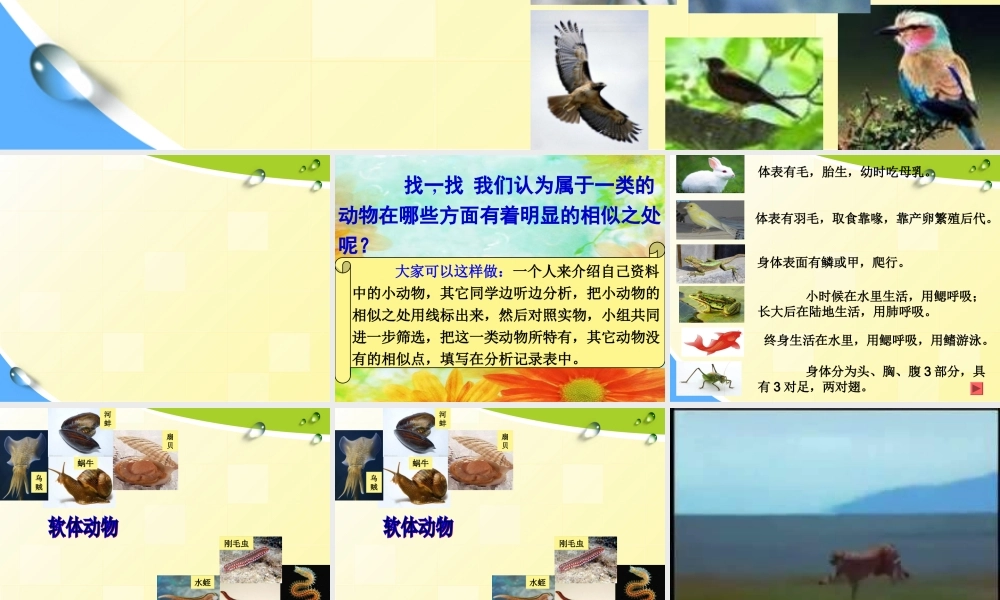 教科小学科学六上《4.4、种类繁多的动物》PPT课件(11)【加微信公众号 jiaoxuewuyou 九折优惠 qq 1119139686】.ppt