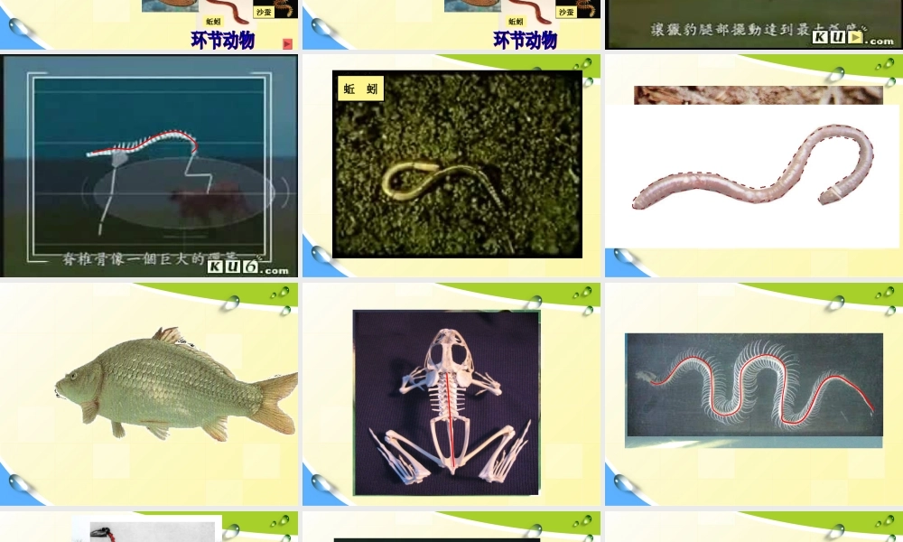 教科小学科学六上《4.4、种类繁多的动物》PPT课件(11)【加微信公众号 jiaoxuewuyou 九折优惠 qq 1119139686】.ppt