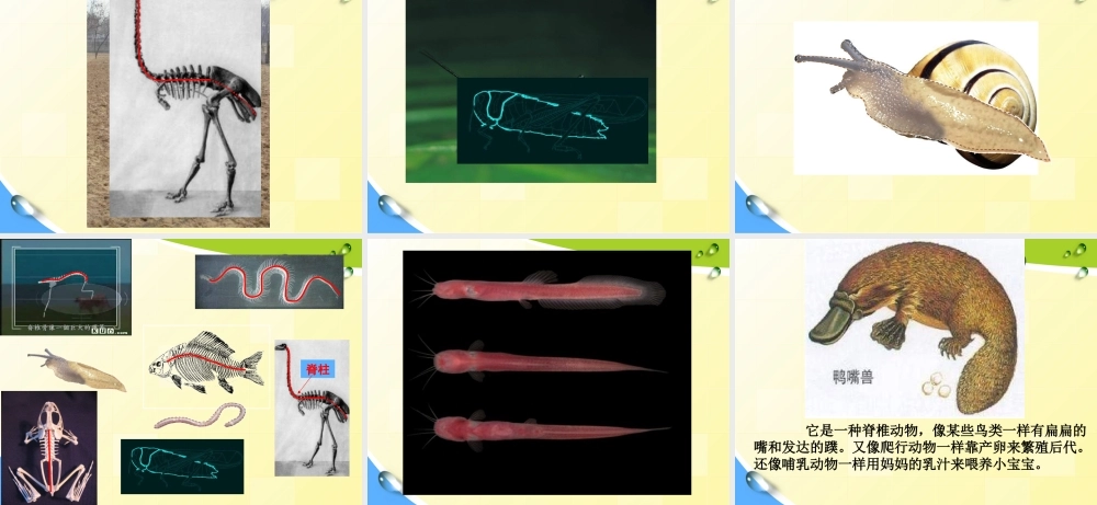 教科小学科学六上《4.4、种类繁多的动物》PPT课件(11)【加微信公众号 jiaoxuewuyou 九折优惠 qq 1119139686】.ppt