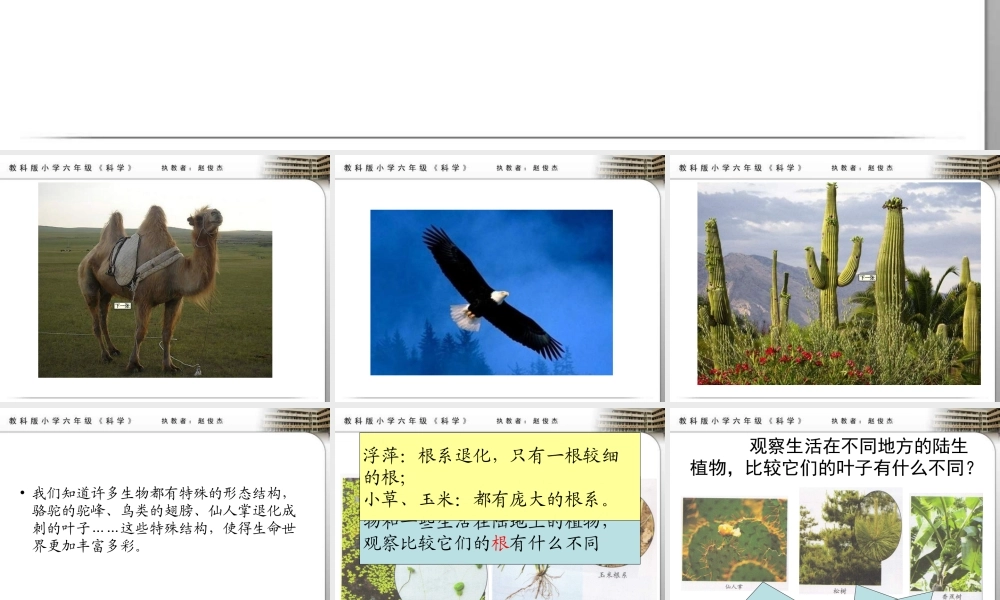 教科小学科学六上《4.6、原来是相关联的》PPT课件(10)【加微信公众号 jiaoxuewuyou 九折优惠 qq 1119139686】.ppt