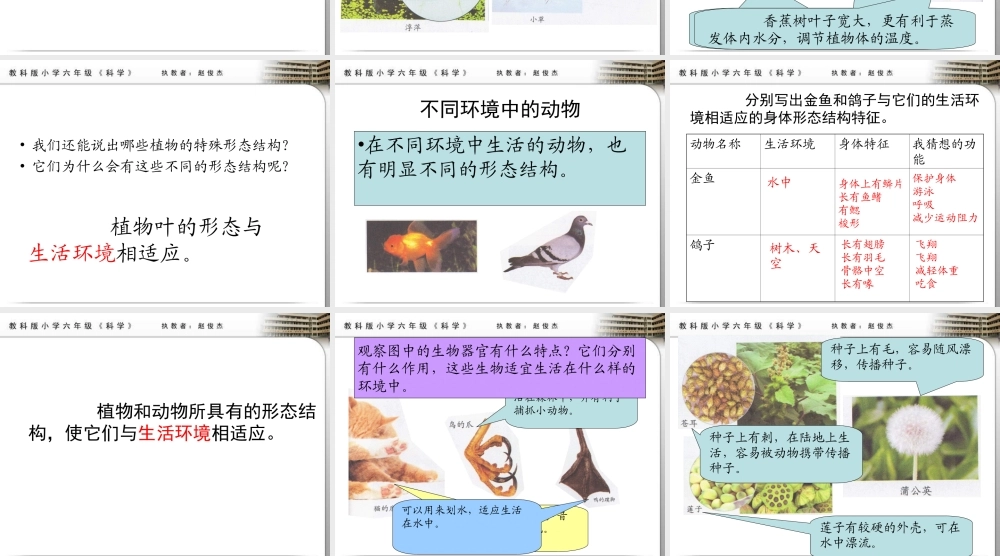 教科小学科学六上《4.6、原来是相关联的》PPT课件(10)【加微信公众号 jiaoxuewuyou 九折优惠 qq 1119139686】.ppt