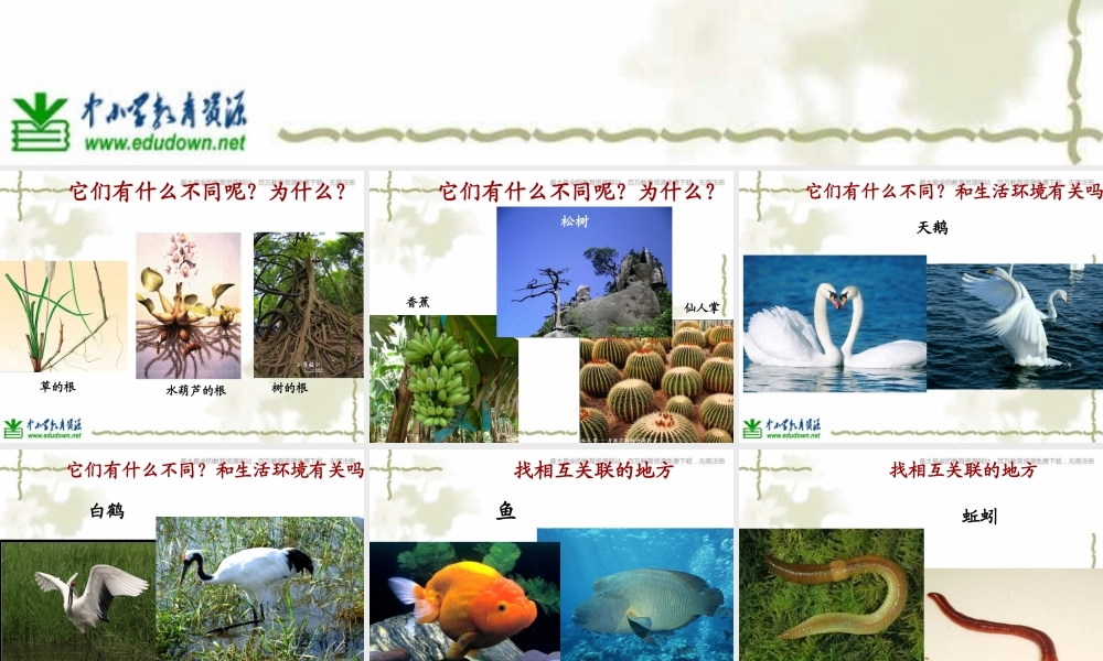 教科小学科学六上《4.6、原来是相关联的》PPT课件(4)【加微信公众号 jiaoxuewuyou 九折优惠 qq 1119139686】.ppt