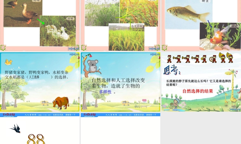 教科小学科学六上《4.7、谁选择了它们》PPT课件(2)【加微信公众号 jiaoxuewuyou 九折优惠 qq 1119139686】.ppt