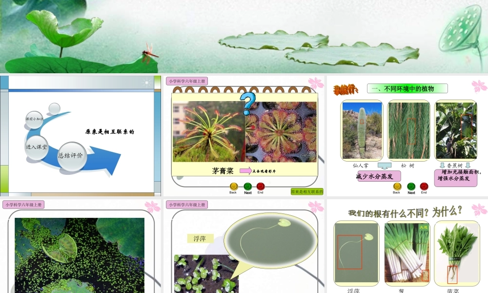 教科小学科学六上《4.6、原来是相关联的》PPT课件(1)【加微信公众号 jiaoxuewuyou 九折优惠 qq 1119139686】.ppt