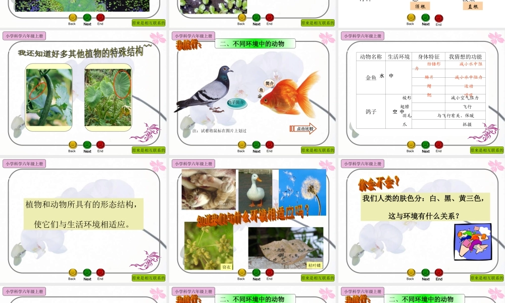 教科小学科学六上《4.6、原来是相关联的》PPT课件(1)【加微信公众号 jiaoxuewuyou 九折优惠 qq 1119139686】.ppt