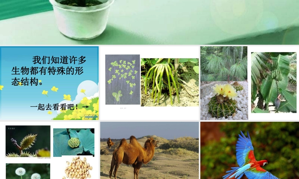 教科小学科学六上《4.6、原来是相关联的》PPT课件(8)【加微信公众号 jiaoxuewuyou 九折优惠 qq 1119139686】.ppt