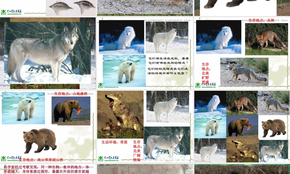 教科小学科学六上《4.7、谁选择了它们》PPT课件(6)【加微信公众号 jiaoxuewuyou 九折优惠 qq 1119139686】.ppt