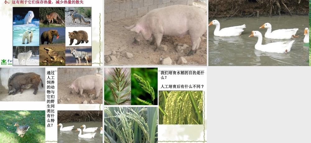 教科小学科学六上《4.7、谁选择了它们》PPT课件(6)【加微信公众号 jiaoxuewuyou 九折优惠 qq 1119139686】.ppt