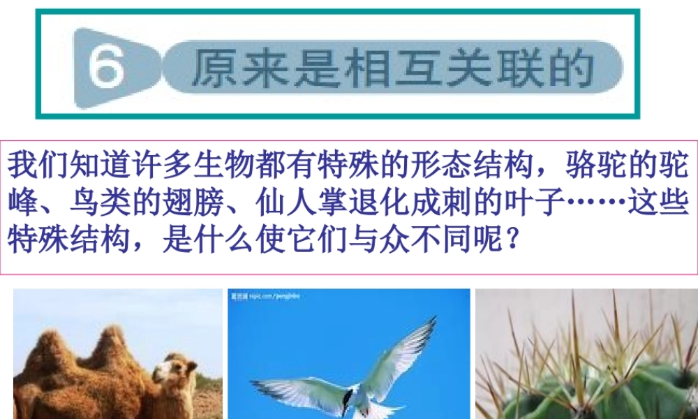 教科小学科学六上《4.6、原来是相关联的》PPT课件(6)【加微信公众号 jiaoxuewuyou 九折优惠 qq 1119139686】.ppt