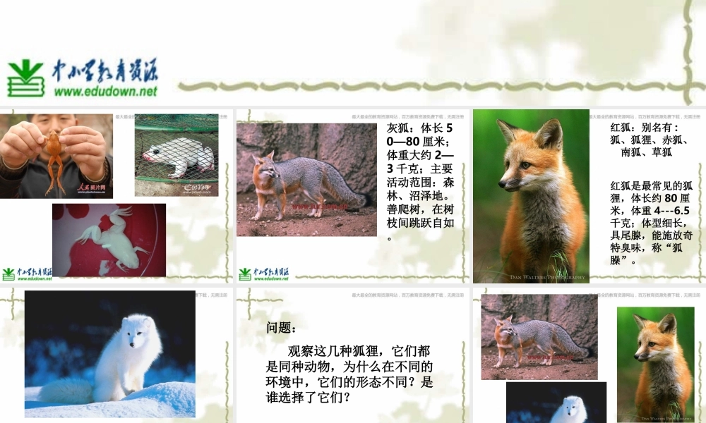 教科小学科学六上《4.7、谁选择了它们》PPT课件(4)【加微信公众号 jiaoxuewuyou 九折优惠 qq 1119139686】.ppt
