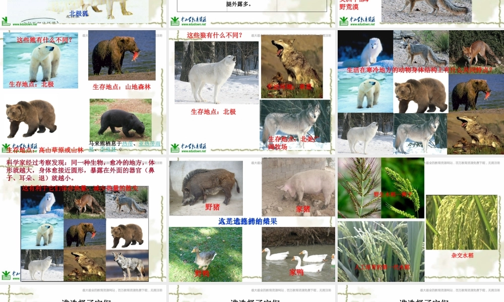 教科小学科学六上《4.7、谁选择了它们》PPT课件(8)【加微信公众号 jiaoxuewuyou 九折优惠 qq 1119139686】.ppt