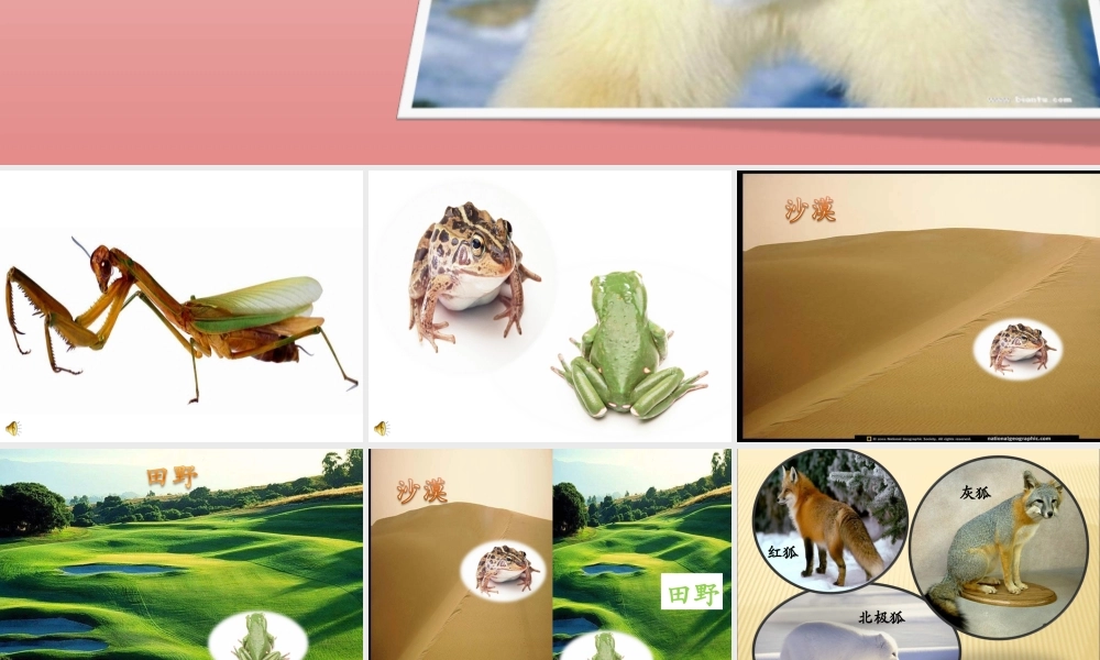 教科小学科学六上《4.7、谁选择了它们》PPT课件(5)【加微信公众号 jiaoxuewuyou 九折优惠 qq 1119139686】.ppt