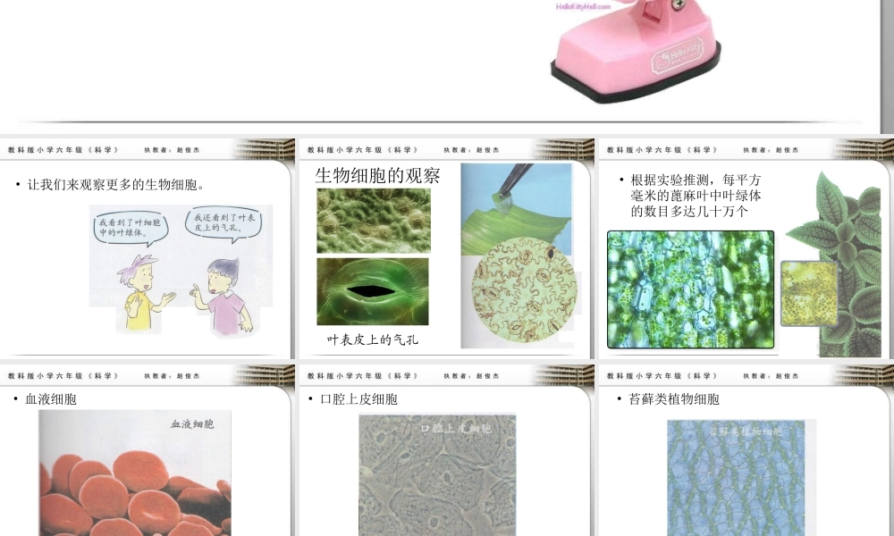 教科小学科学六下《1.6、用显微镜观察身边的生命世界（二）》PPT课件(2)【加微信公众号 jiaoxuewuyou 九折优惠 qq 1119139686】.ppt